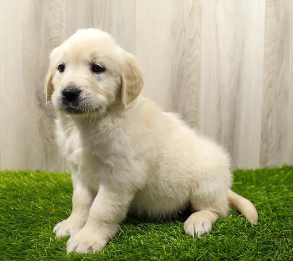 Golden Retriever Puppy